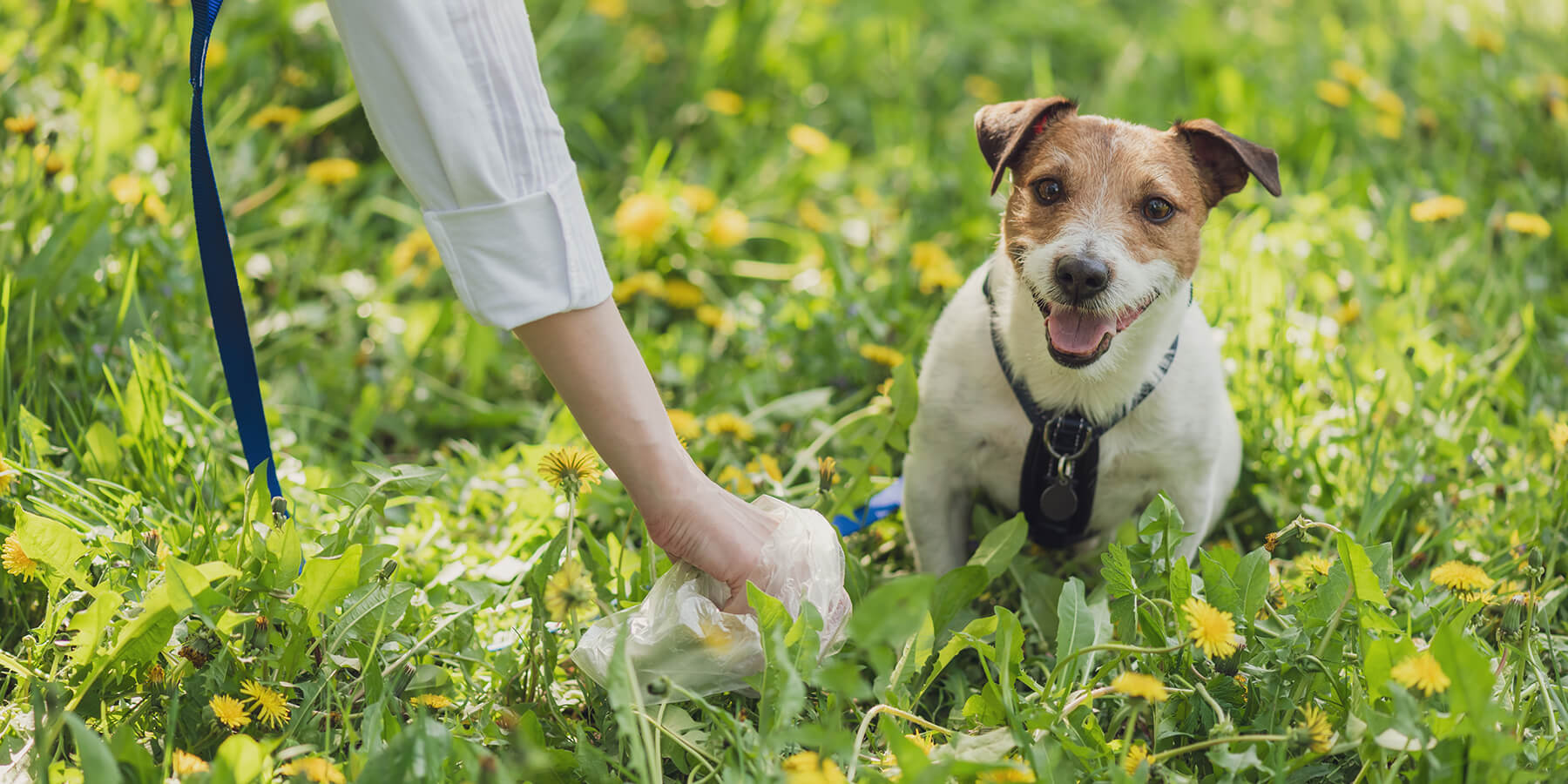 Fibre for outlet dogs australia